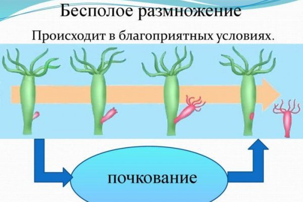 Ссылка на kraken at